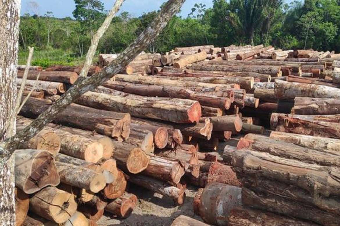  PF fecha serrarias clandestinas em área indígena no Pará
