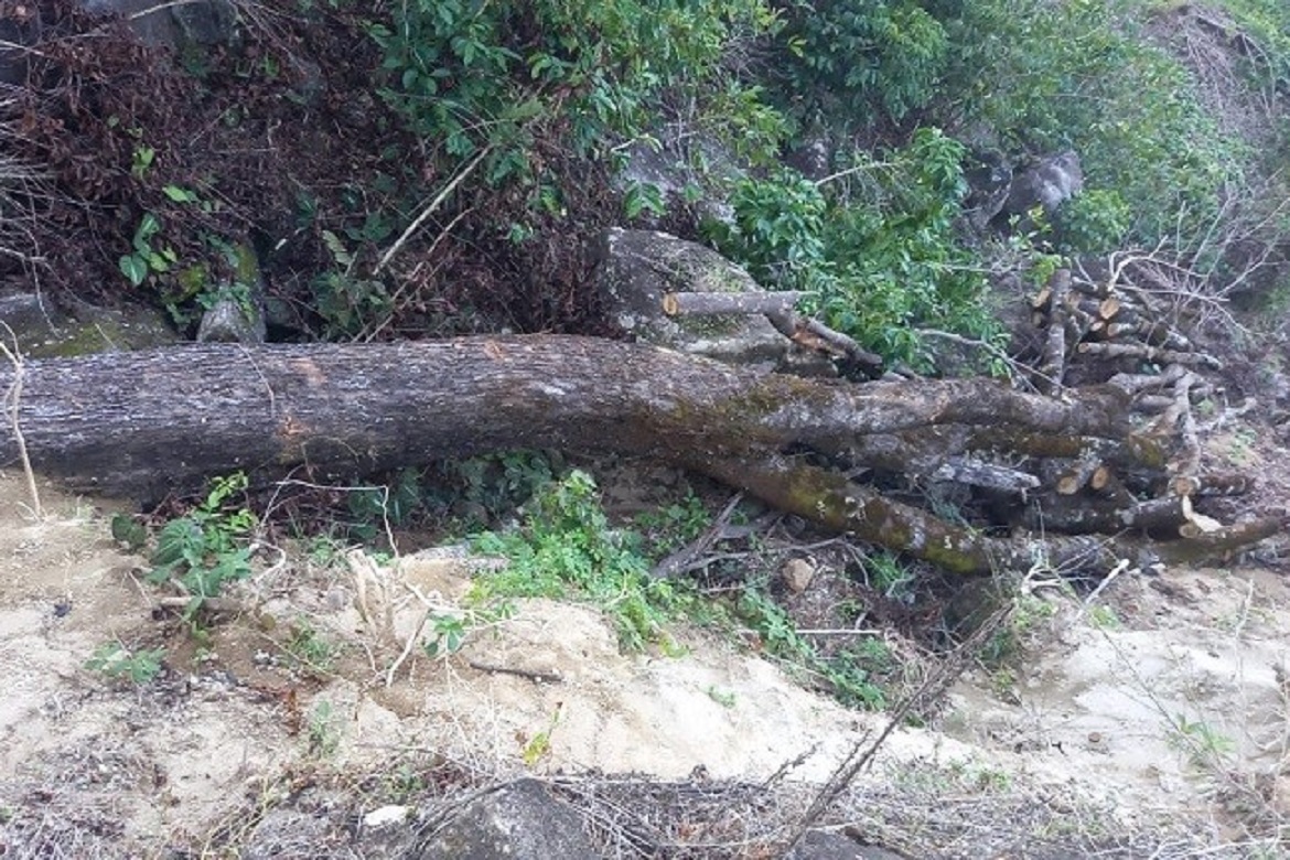  Área de desmatamento ilegal é encontrada em zona rural de Castelo