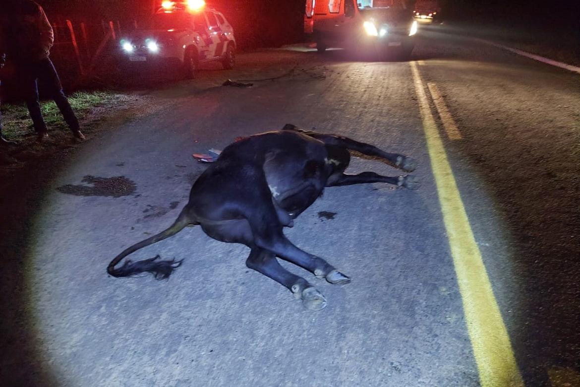  Boi invade rodovia e causa acidente em Guaçuí